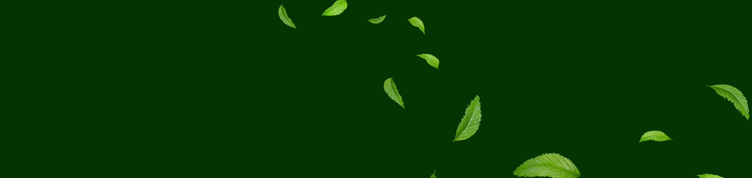 Groene bladeren op een donkere achtergrond